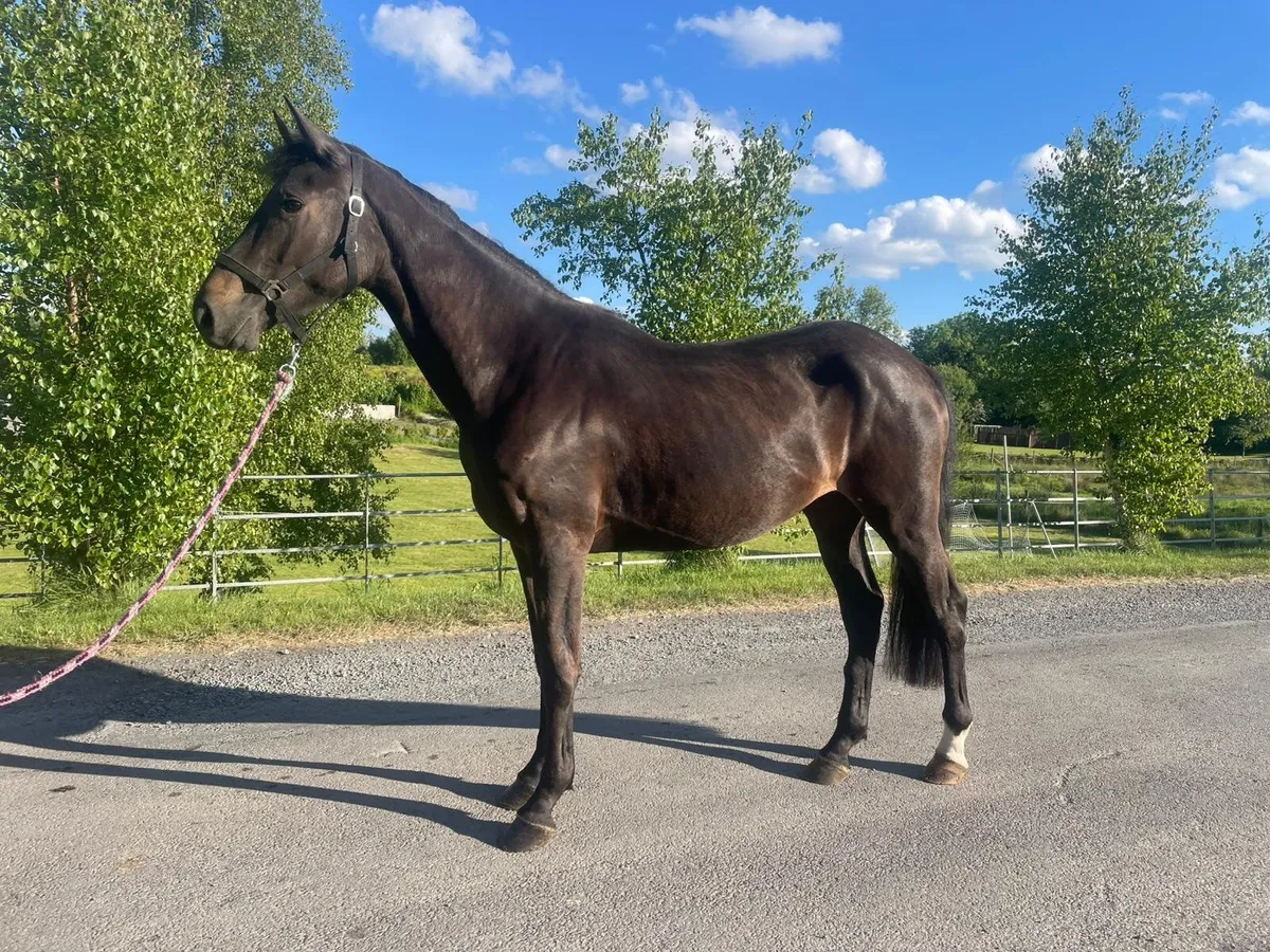 🐎**Phenomene  Bleu ***  Filly for sale  *** - Image 3