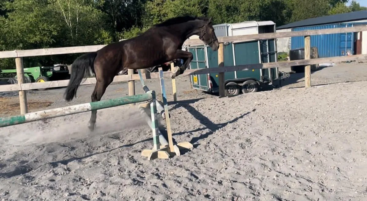 🐎**Phenomene  Bleu ***  Filly for sale  *** - Image 4