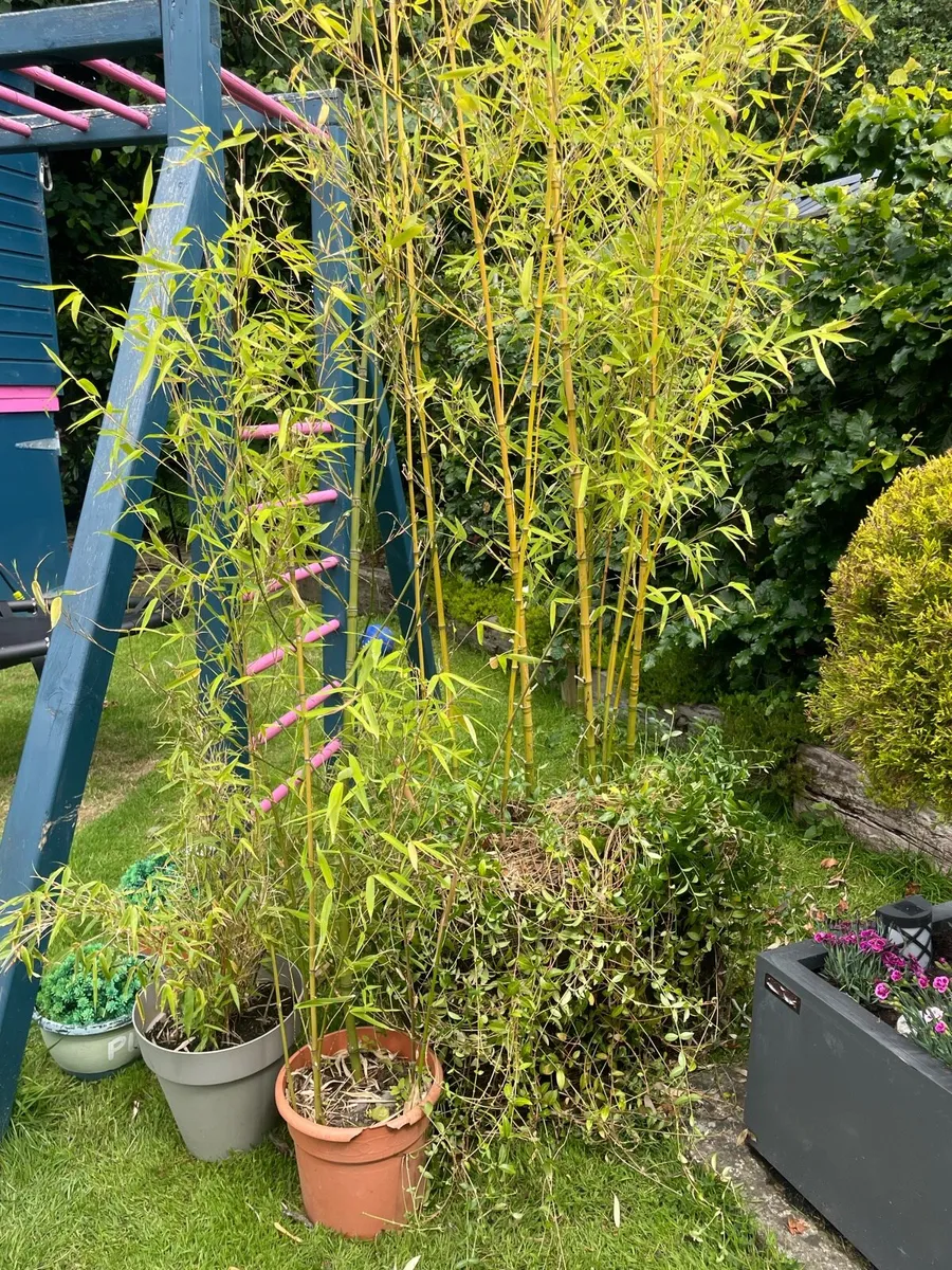 Bamboo - Image 2