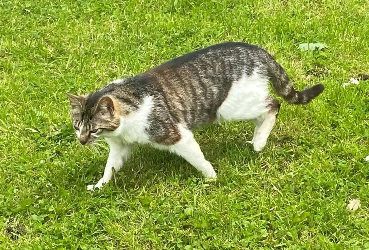 2 outdoor cats - Image 1