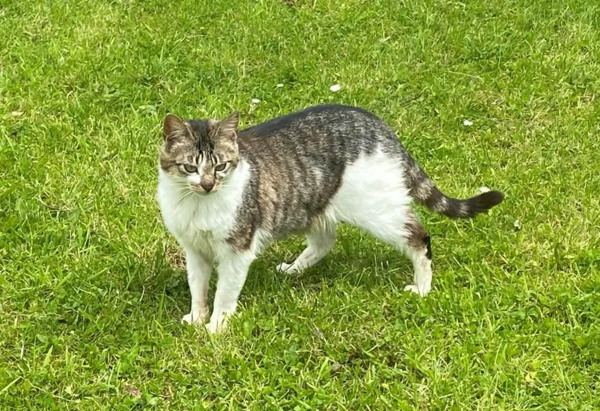 2 outdoor cats - Image 2
