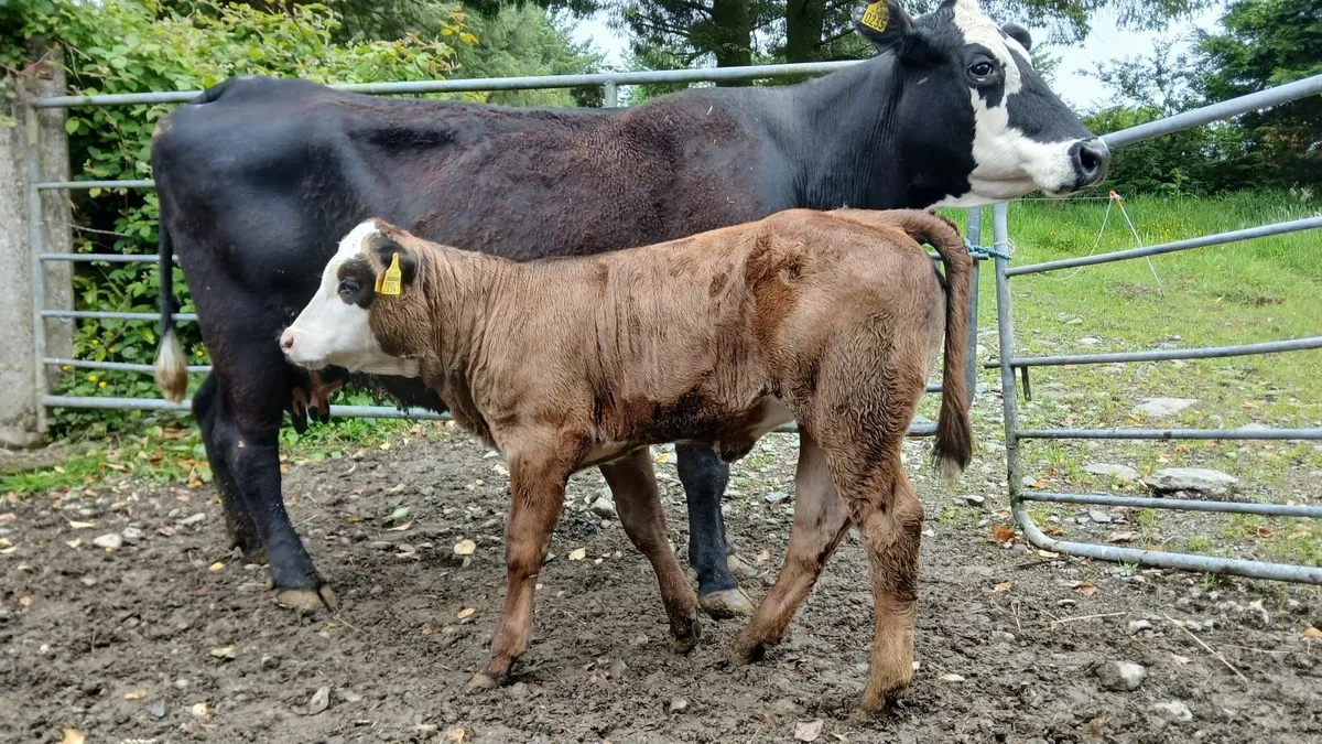 Super Sucker Cow and calf today at Gortatlea mart - Image 3