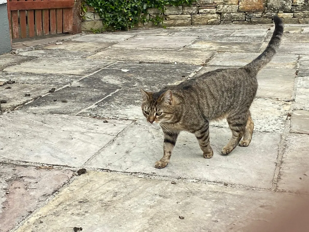 2 outdoor cats - Image 4