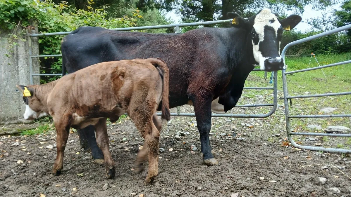 Super Sucker Cow and calf today at Gortatlea mart - Image 4