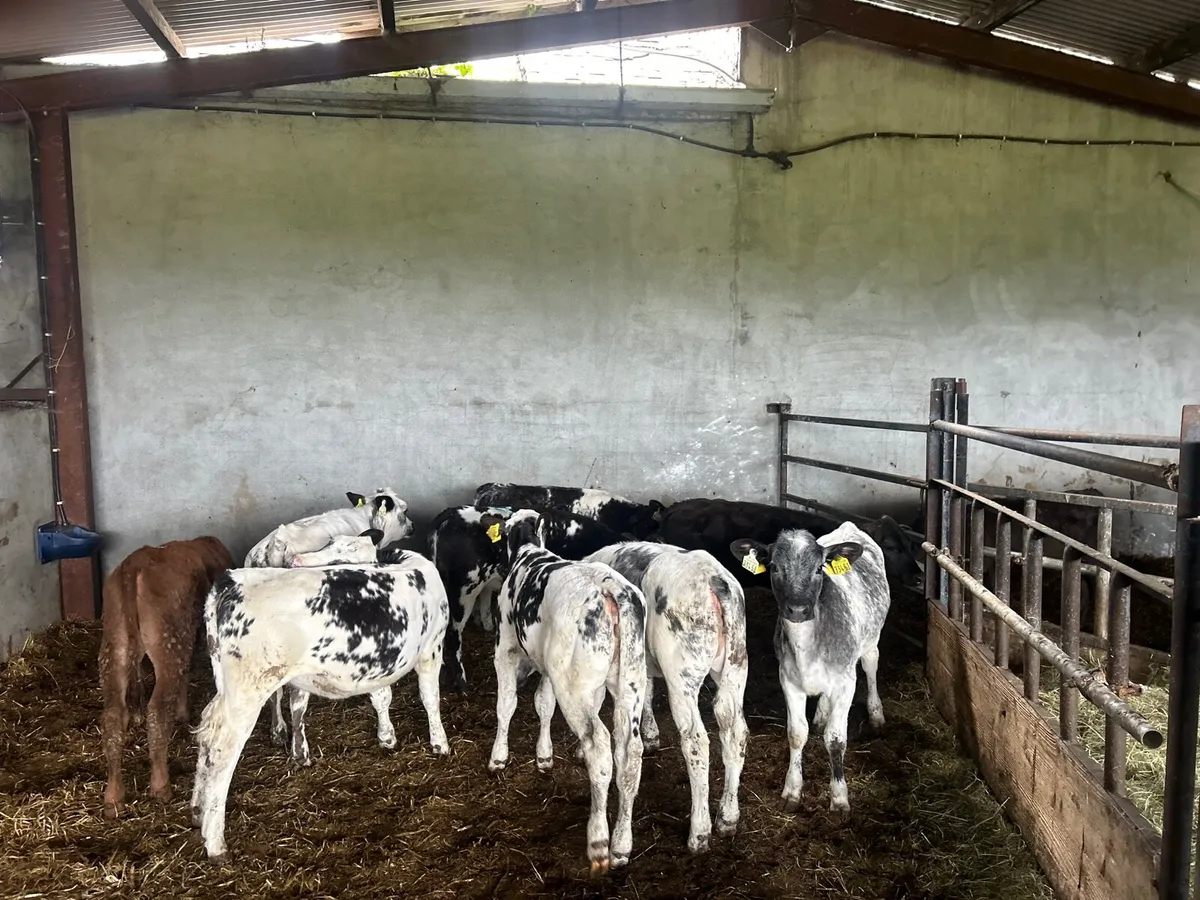 8 super Belgian blue weanling heifers - Image 2