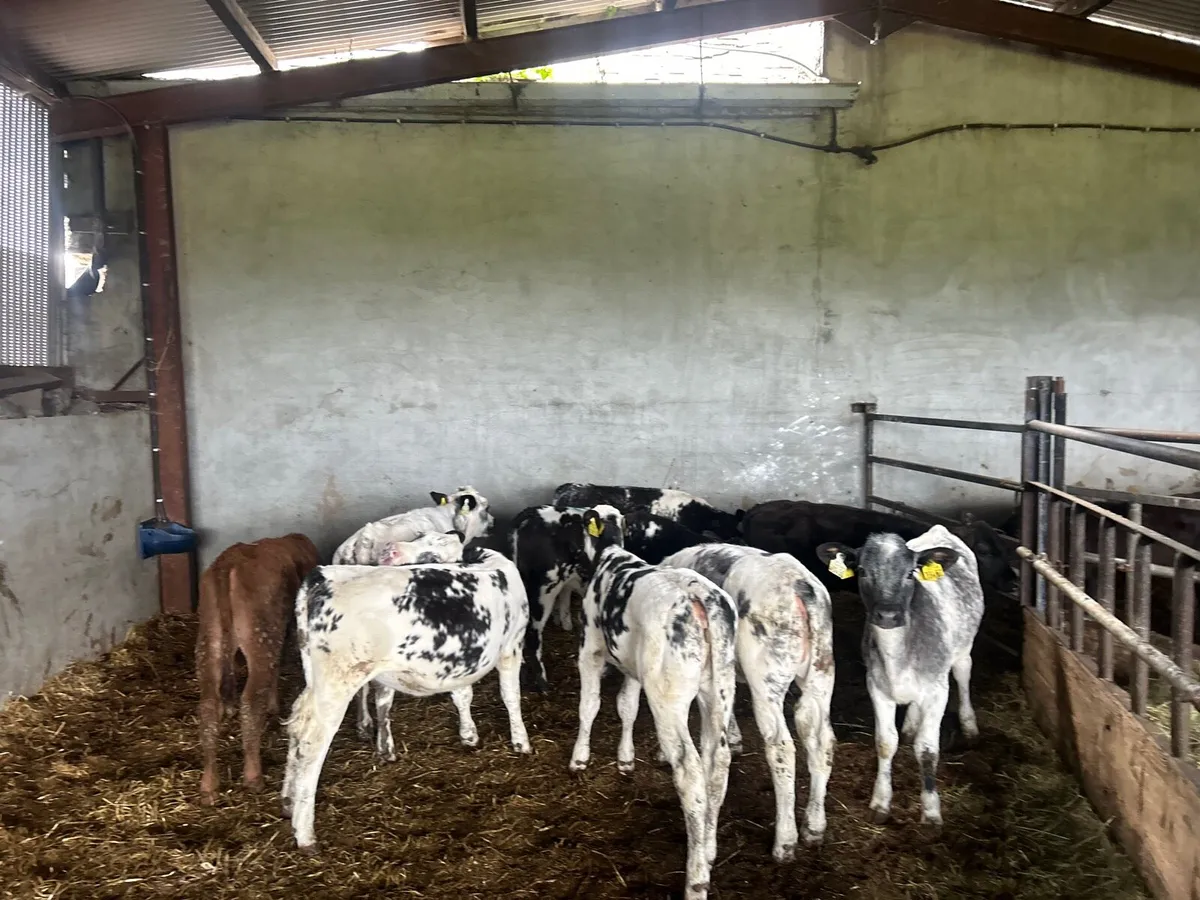 8 super Belgian blue weanling heifers - Image 3