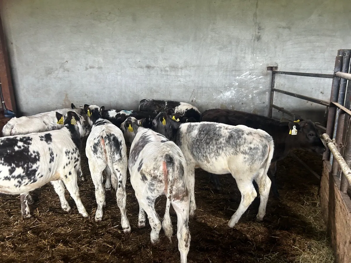 8 super Belgian blue weanling heifers - Image 4