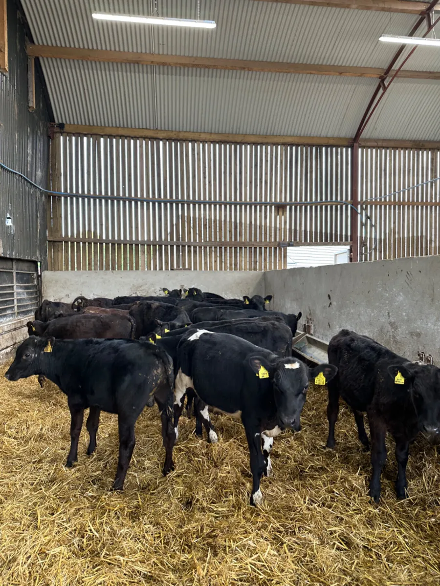 Angus bulls - Image 2