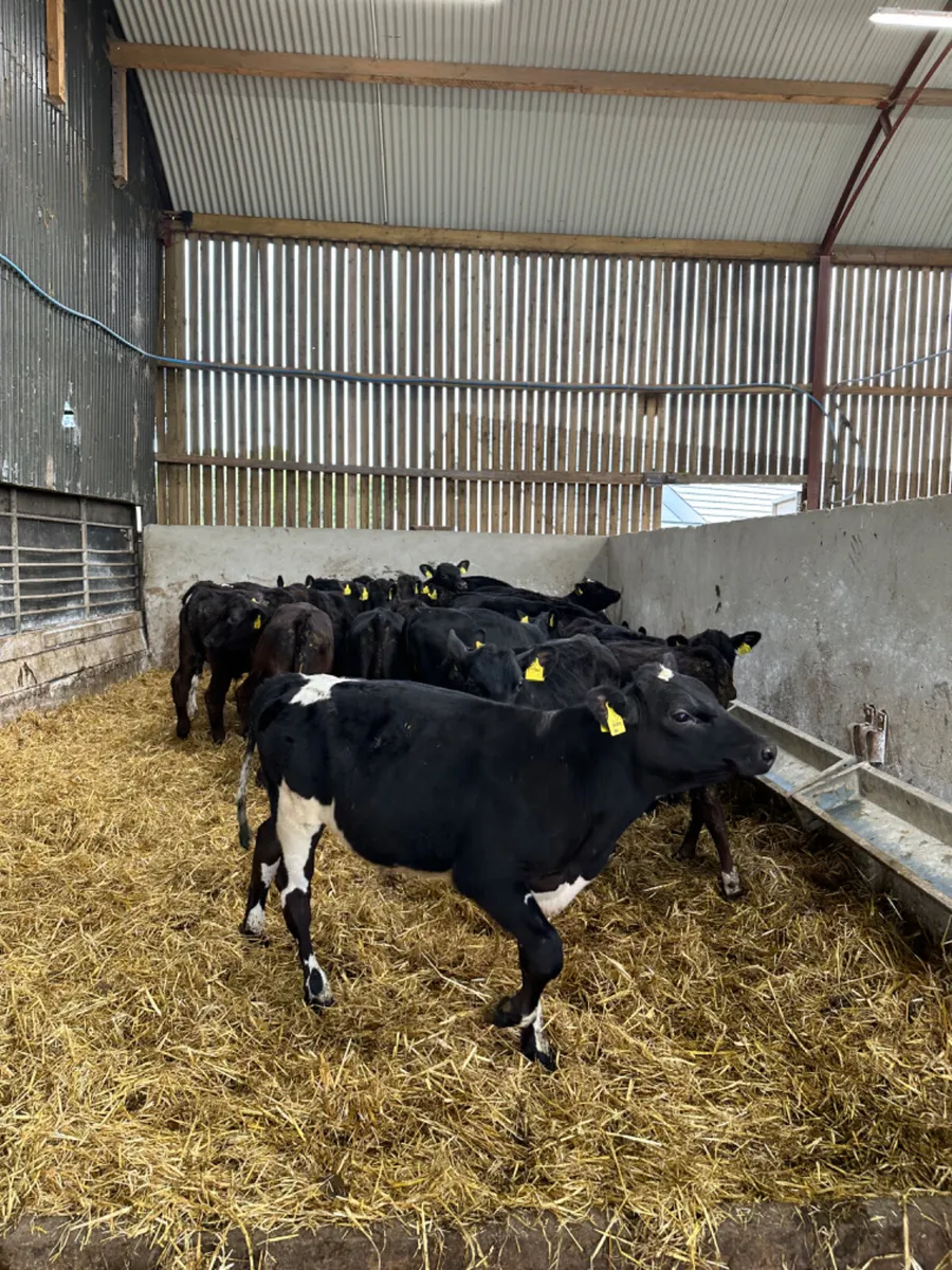 Angus bulls - Image 1