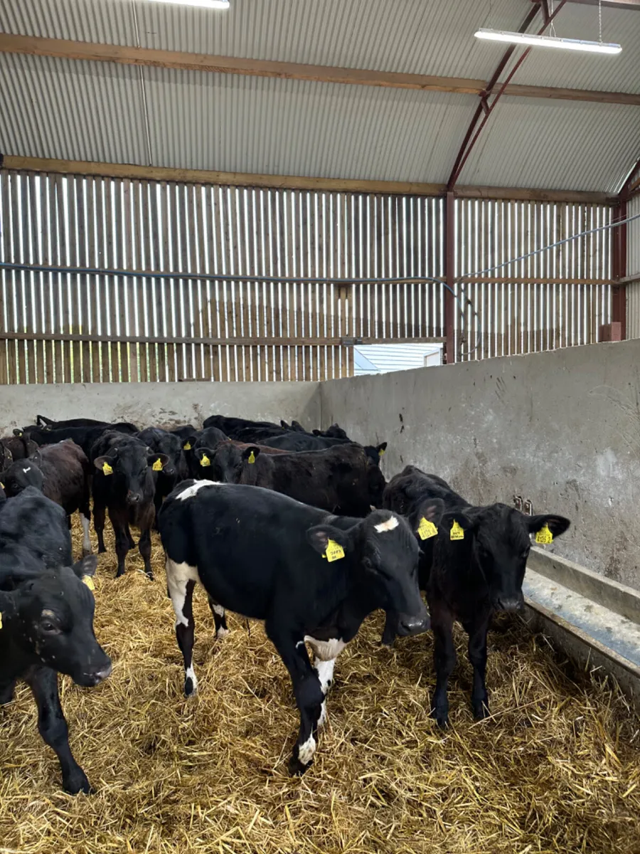 Angus bulls - Image 4