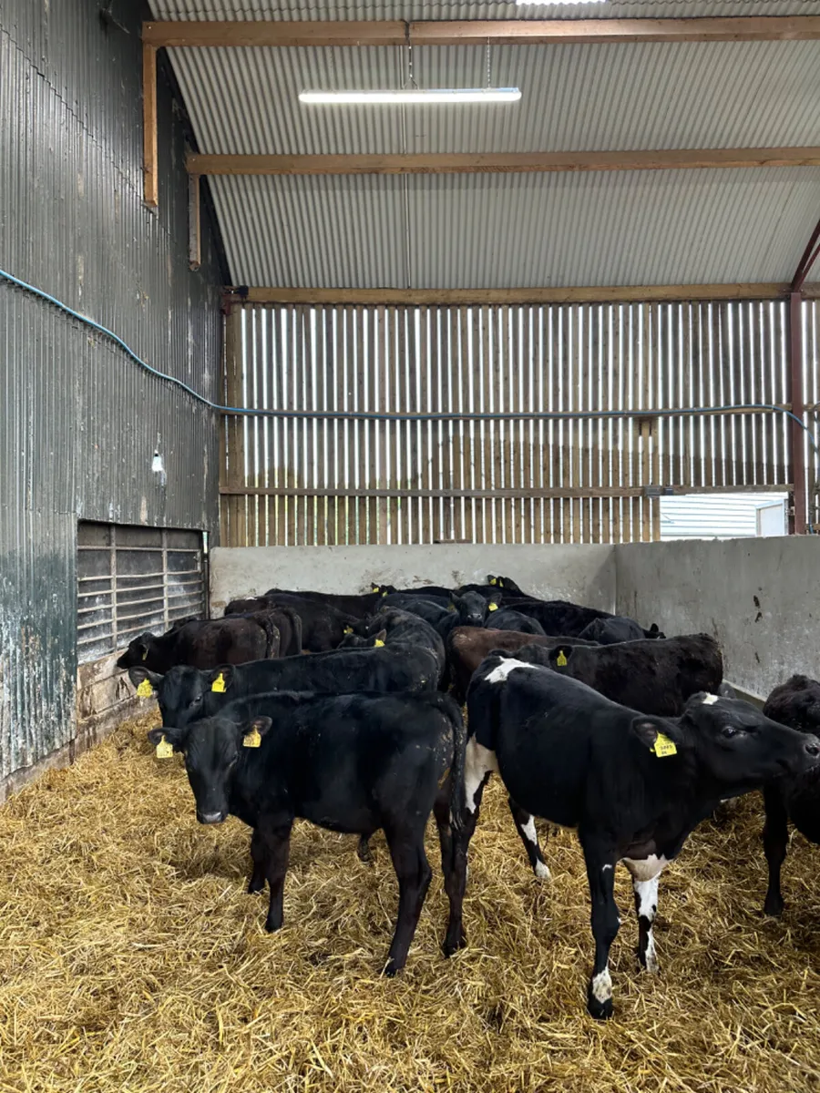 Angus bulls - Image 3