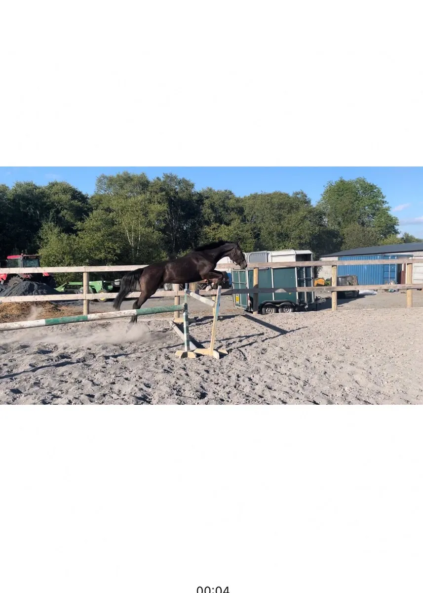 🐎**Phenomene  Bleu ***  Filly for sale  *** - Image 1