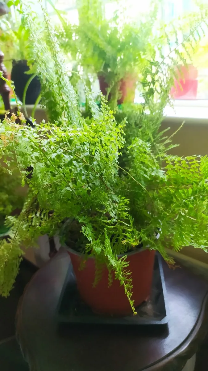 Fern - Image 3