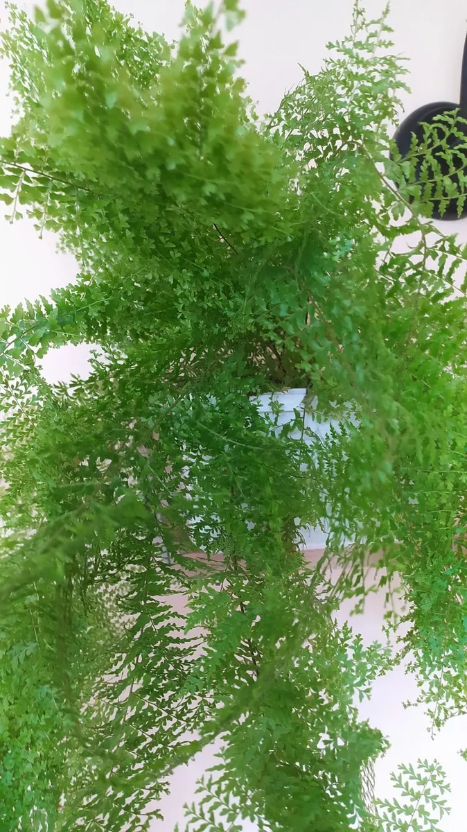 Fern - Image 4