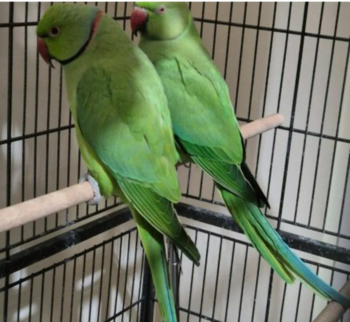 Indian ringneck parrot and Budgie - Image 1