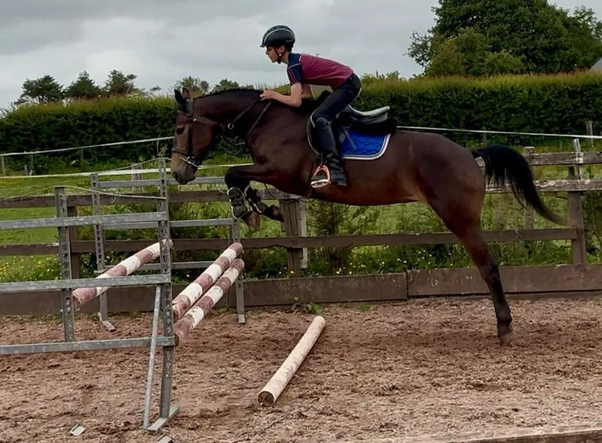 Oustanding 148 Pony - Image 1
