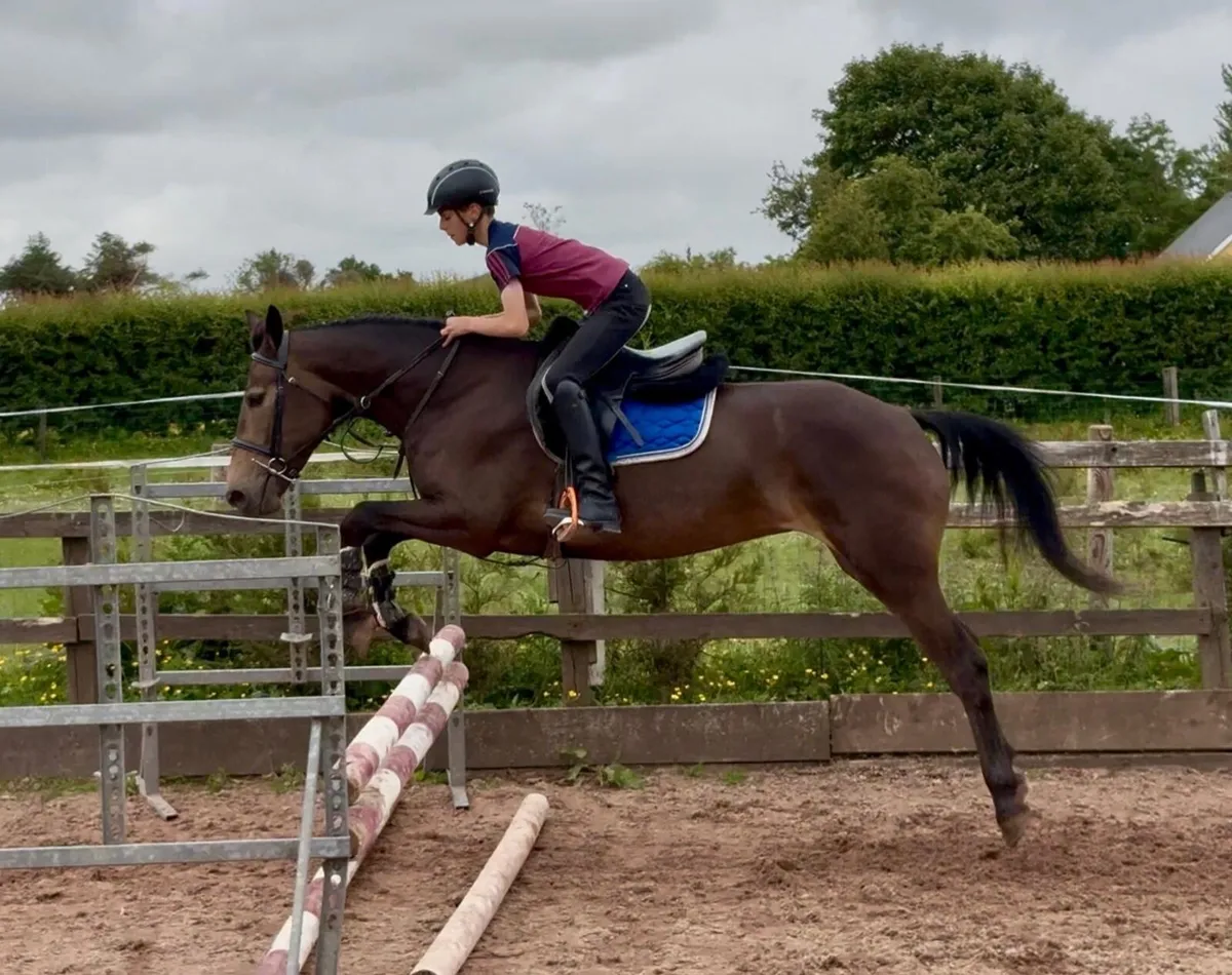 Oustanding 148 Pony - Image 2
