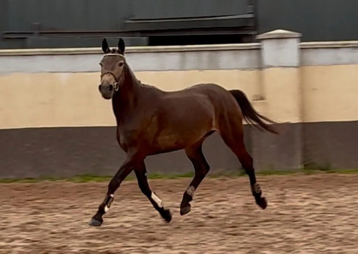 Oustanding 148 Pony - Image 3