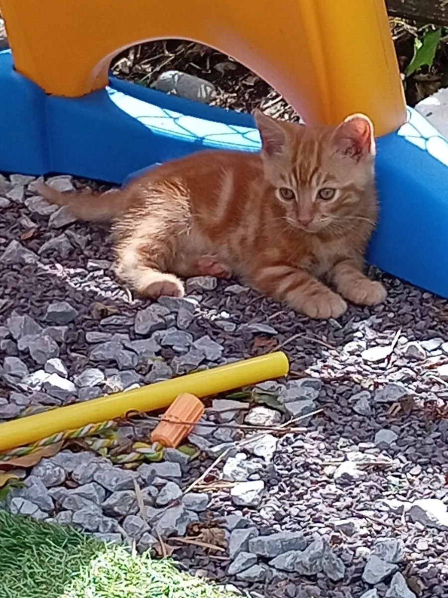 Kitten - Image 1