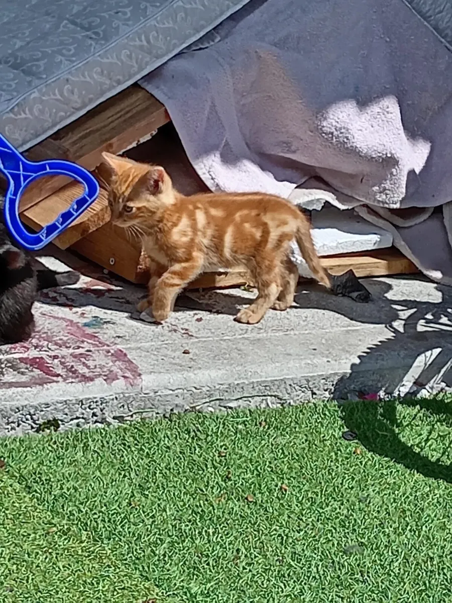 Kitten - Image 2
