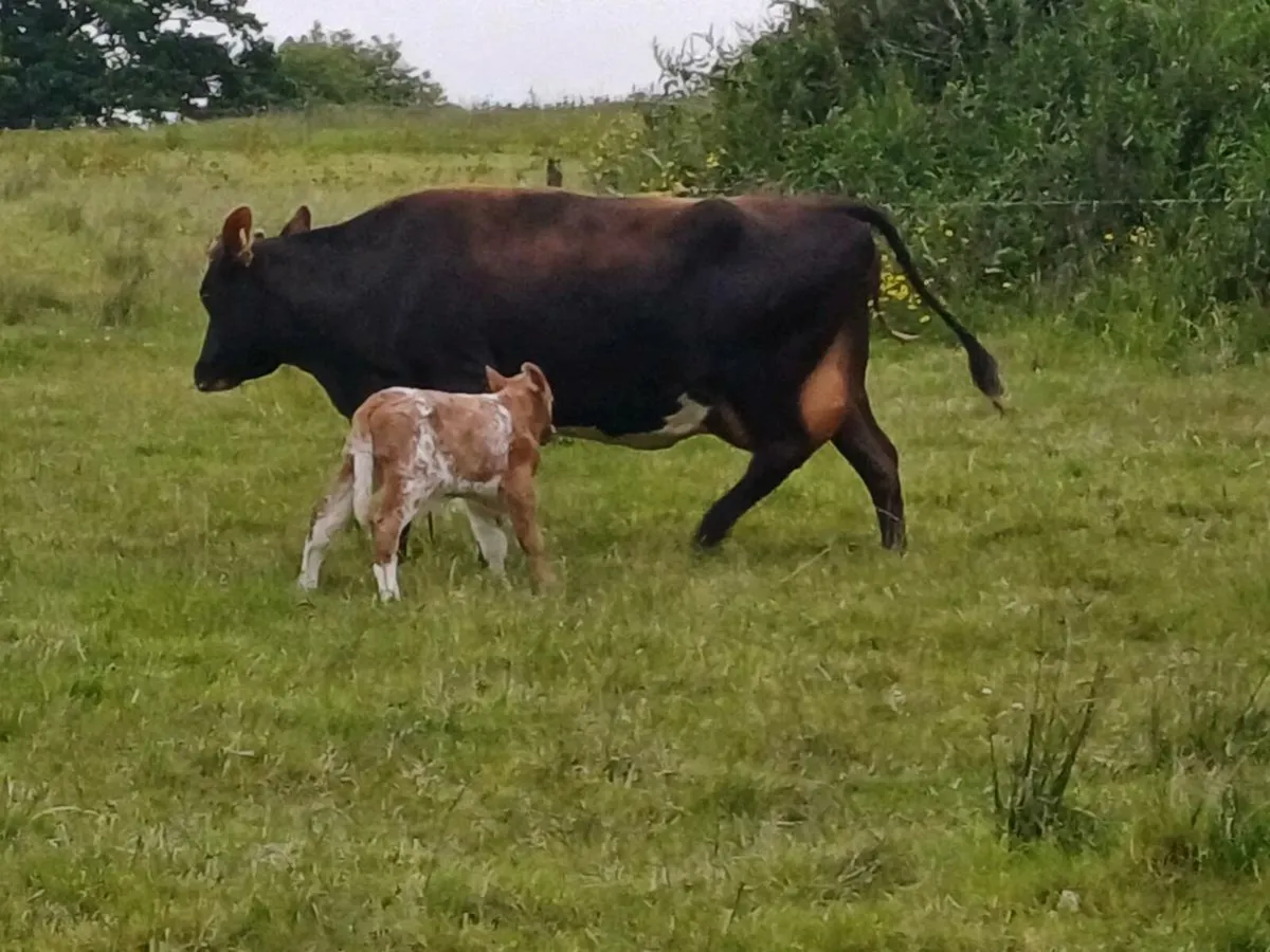 LIM Cow and Charolais bull calf - Image 1