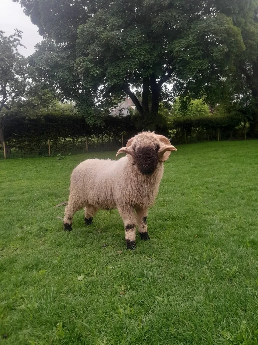 12 Oaks Lilly+Marvelous Marvin Valais Blacknose - Image 3