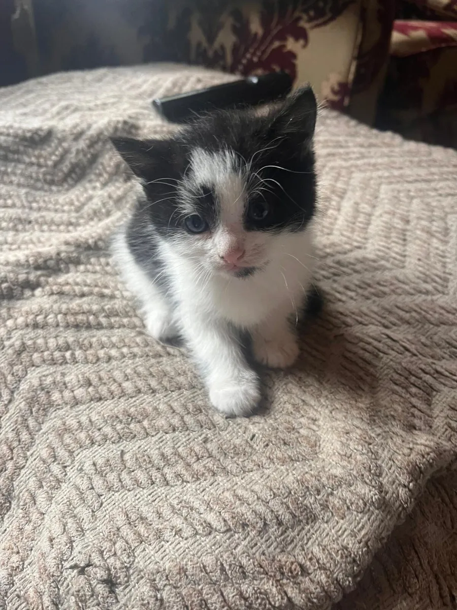 American Short Haired Black and White Kitten - Image 1