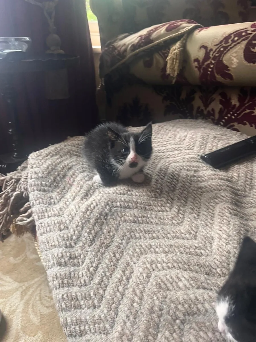 American Short Haired Black and White Kitten - Image 2