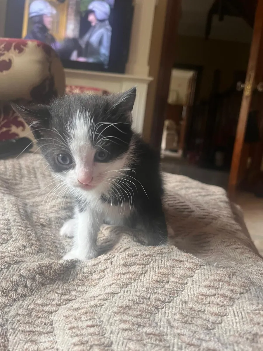 American Short Haired Black and White Kitten - Image 3