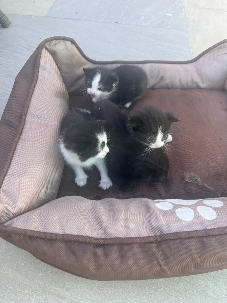 American Short Haired Black and White Kitten - Image 4