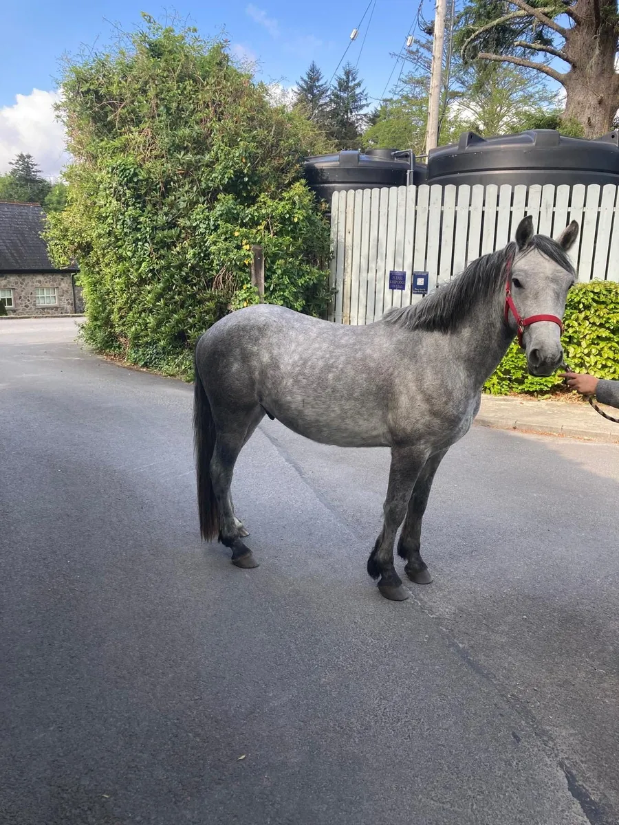 Gelding - Image 1