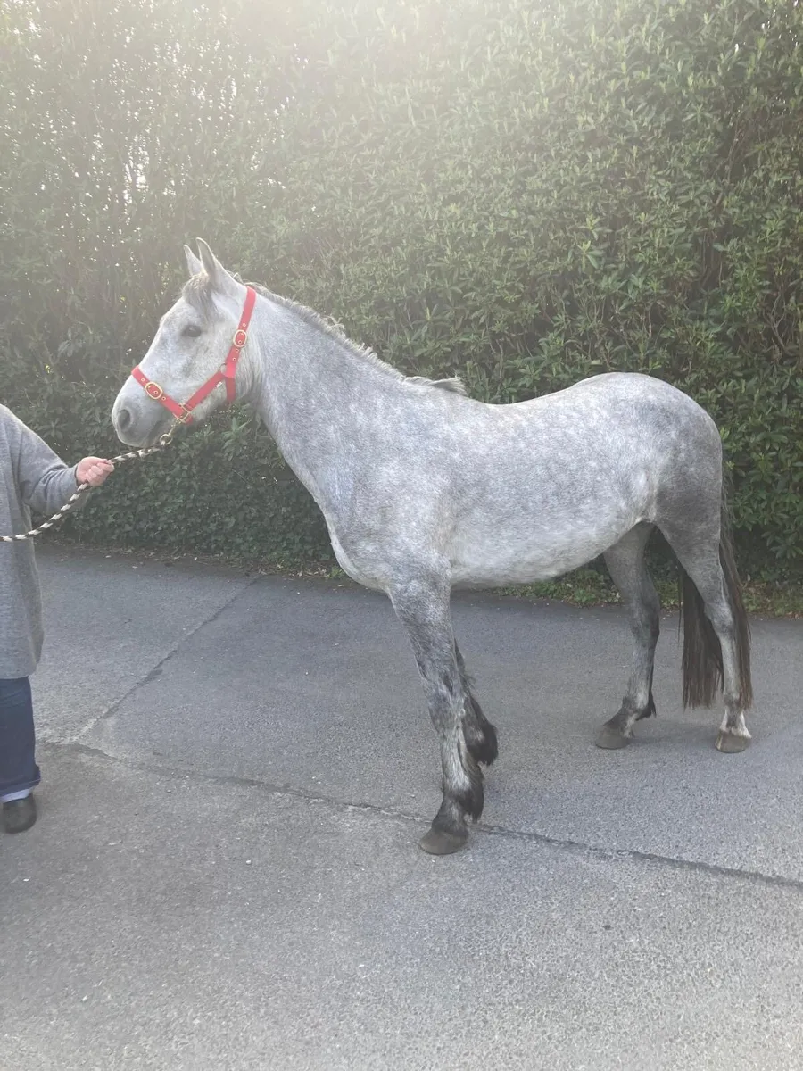 Gelding - Image 2