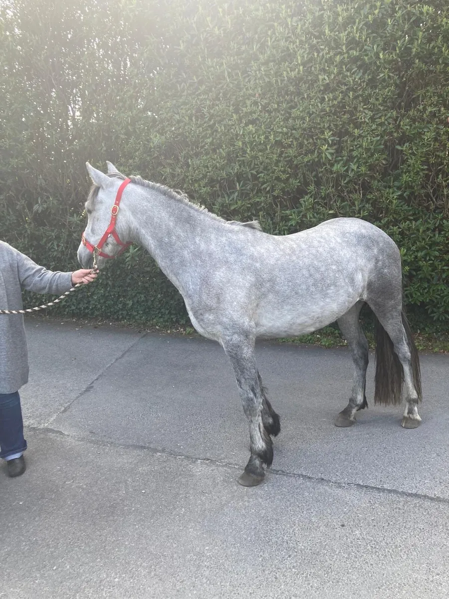 Gelding - Image 3