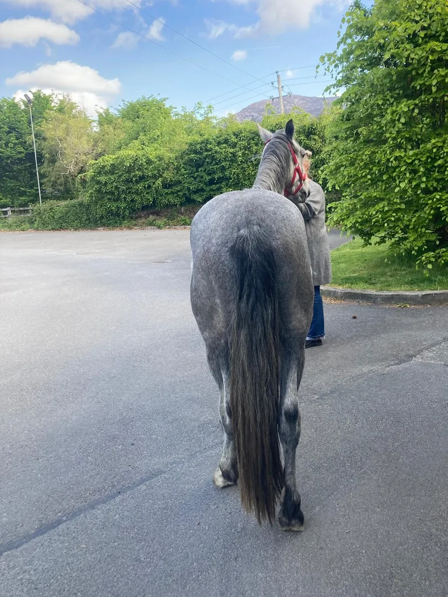 Gelding - Image 4