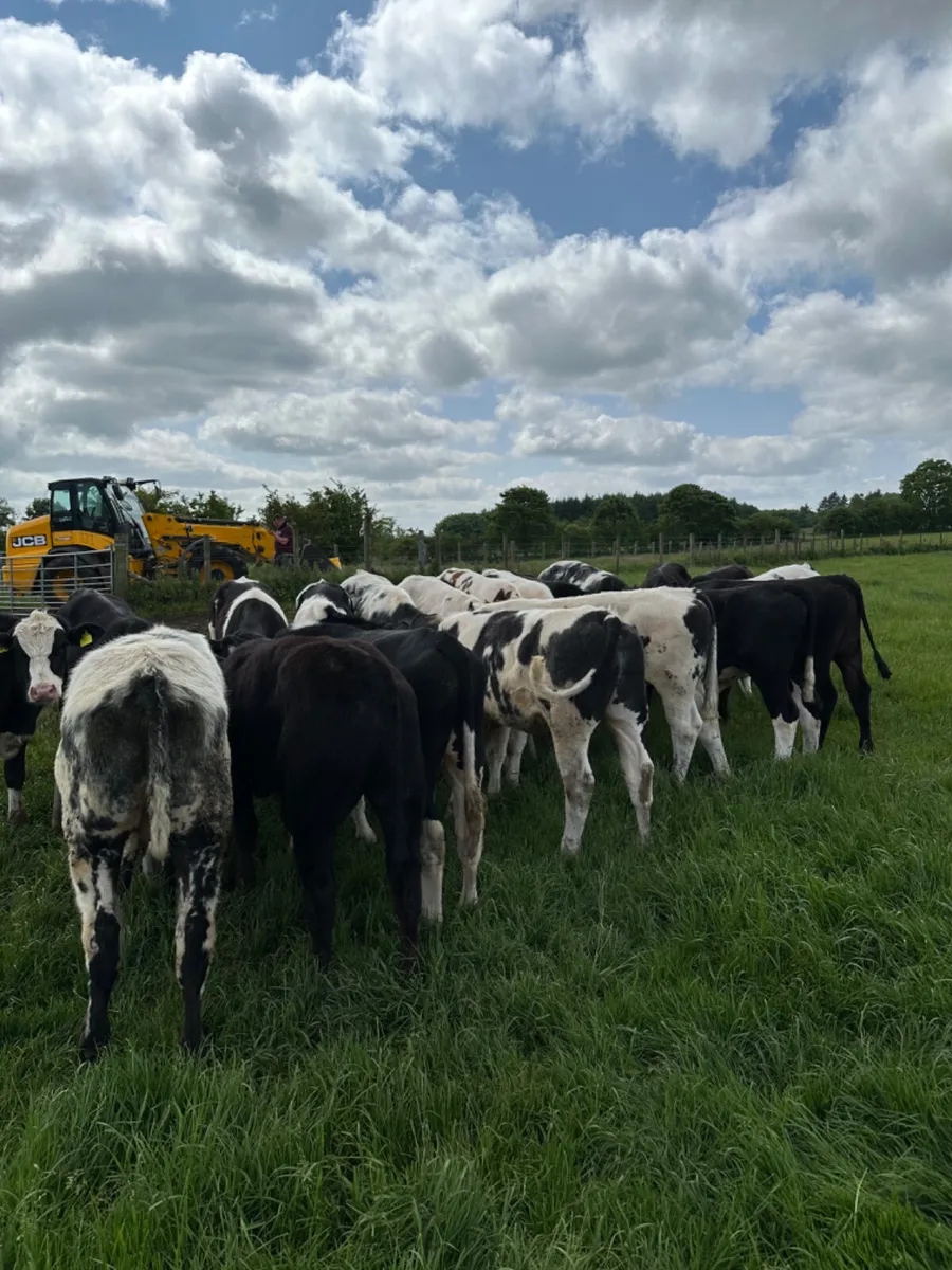 Blue Angus and Hereford bulls - Image 4