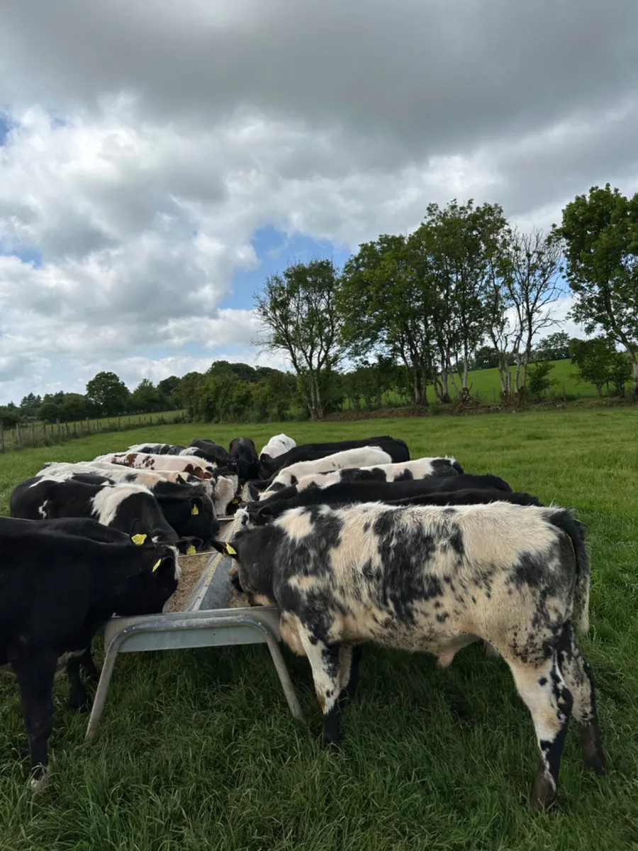 Blue Angus and Hereford bulls - Image 3