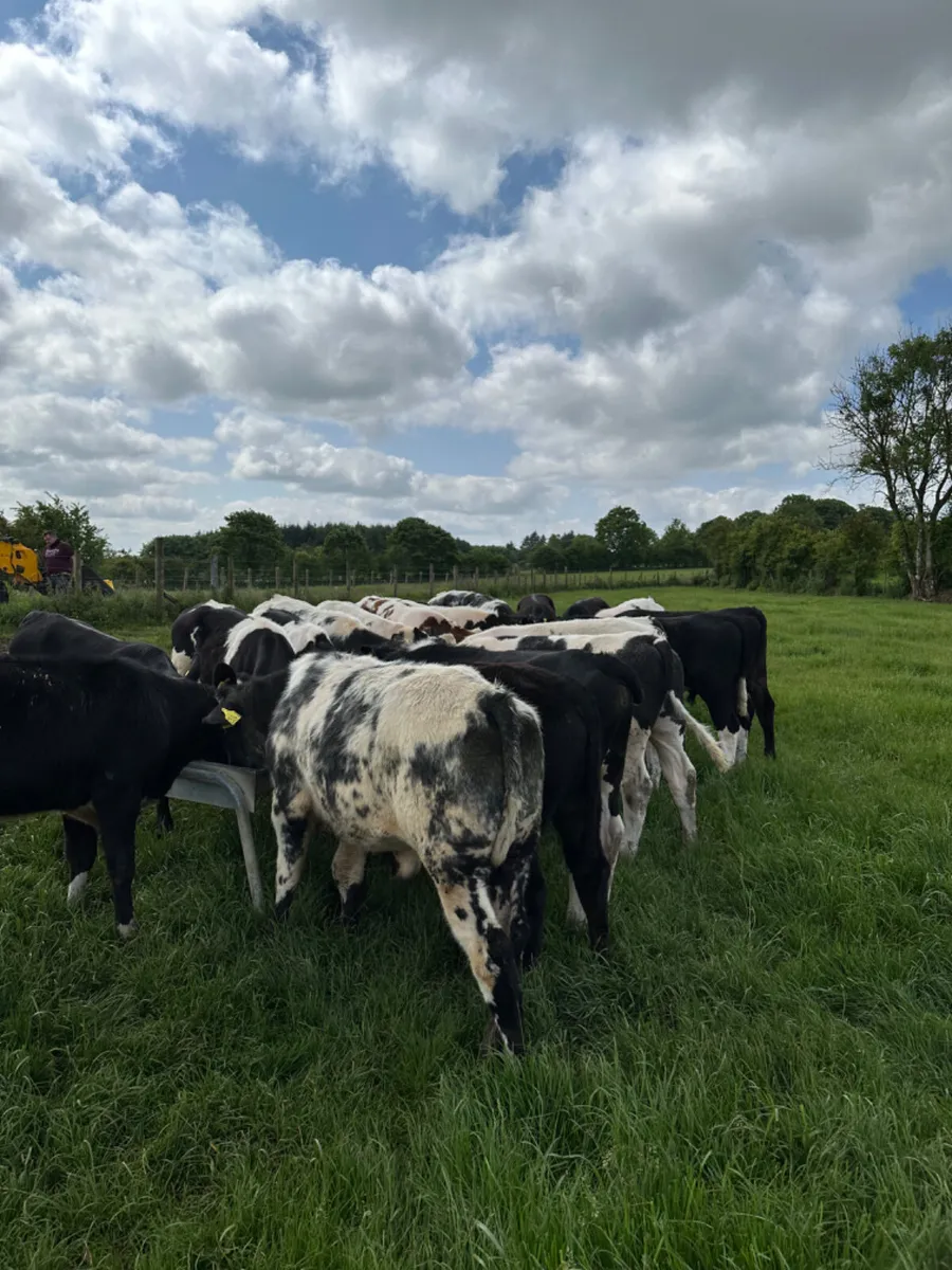 Blue Angus and Hereford bulls - Image 1