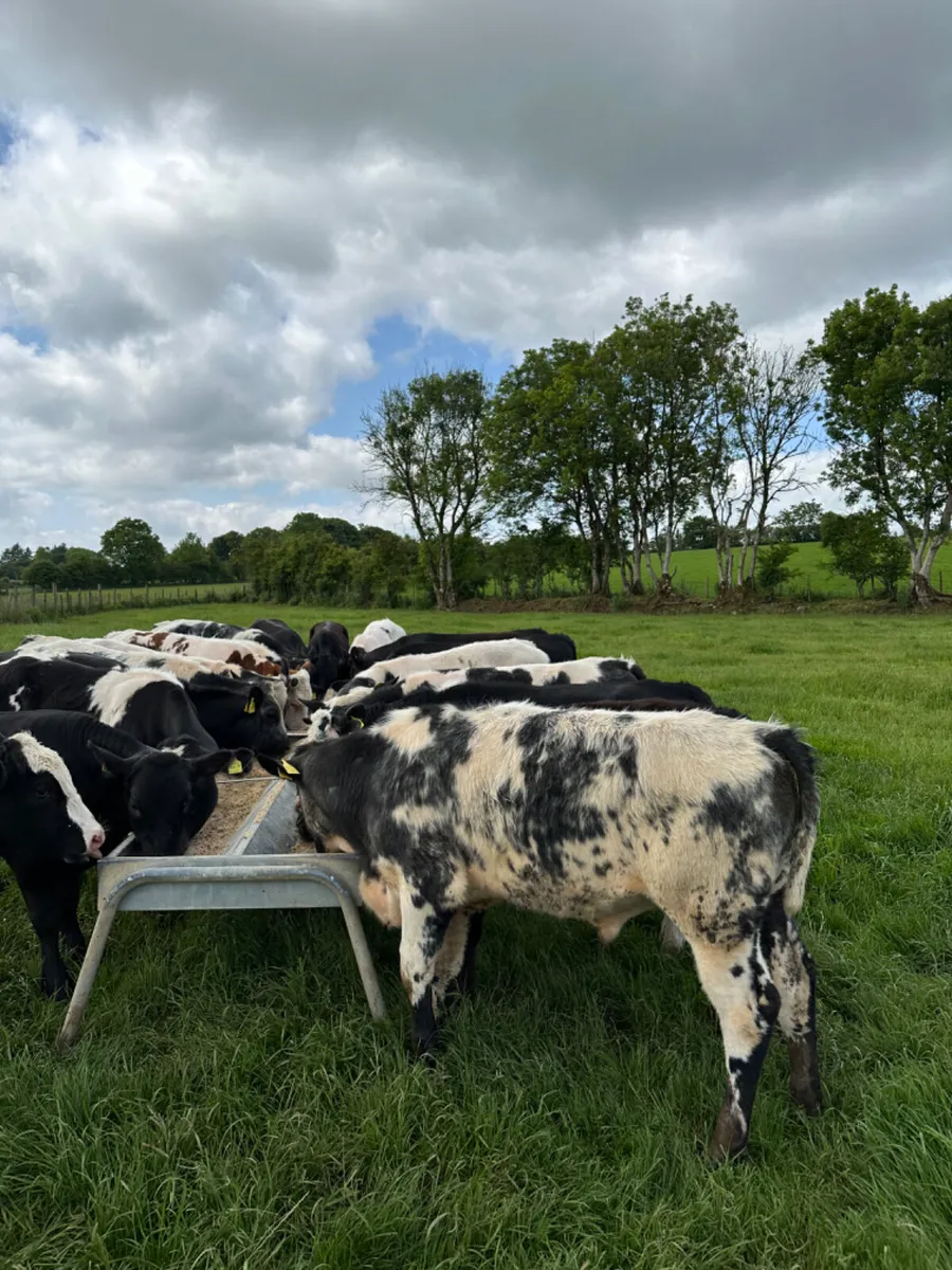 Blue Angus and Hereford bulls - Image 2