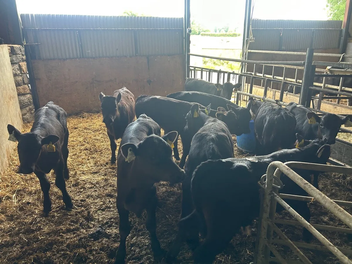 10 super  weaned  Angus  bulls - Image 1