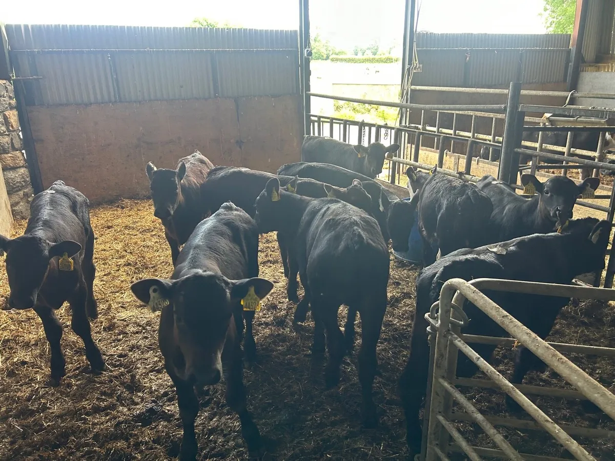 10 super  weaned  Angus  bulls - Image 2