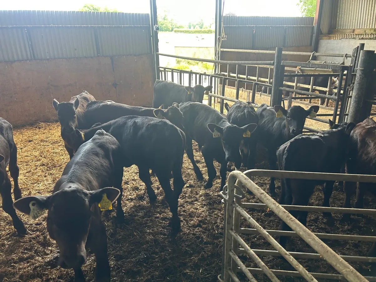 10 super  weaned  Angus  bulls - Image 4