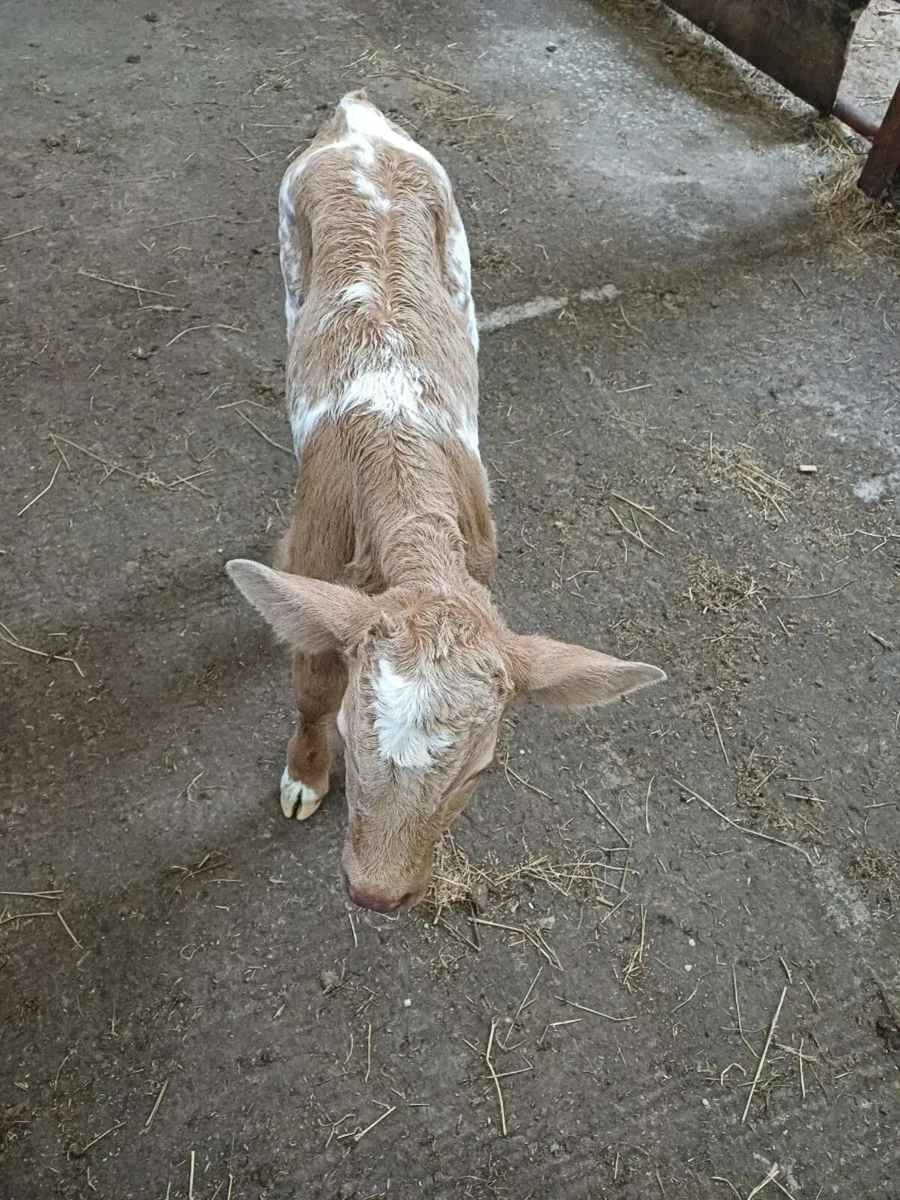 LIM Cow and Charolais bull calf - Image 2