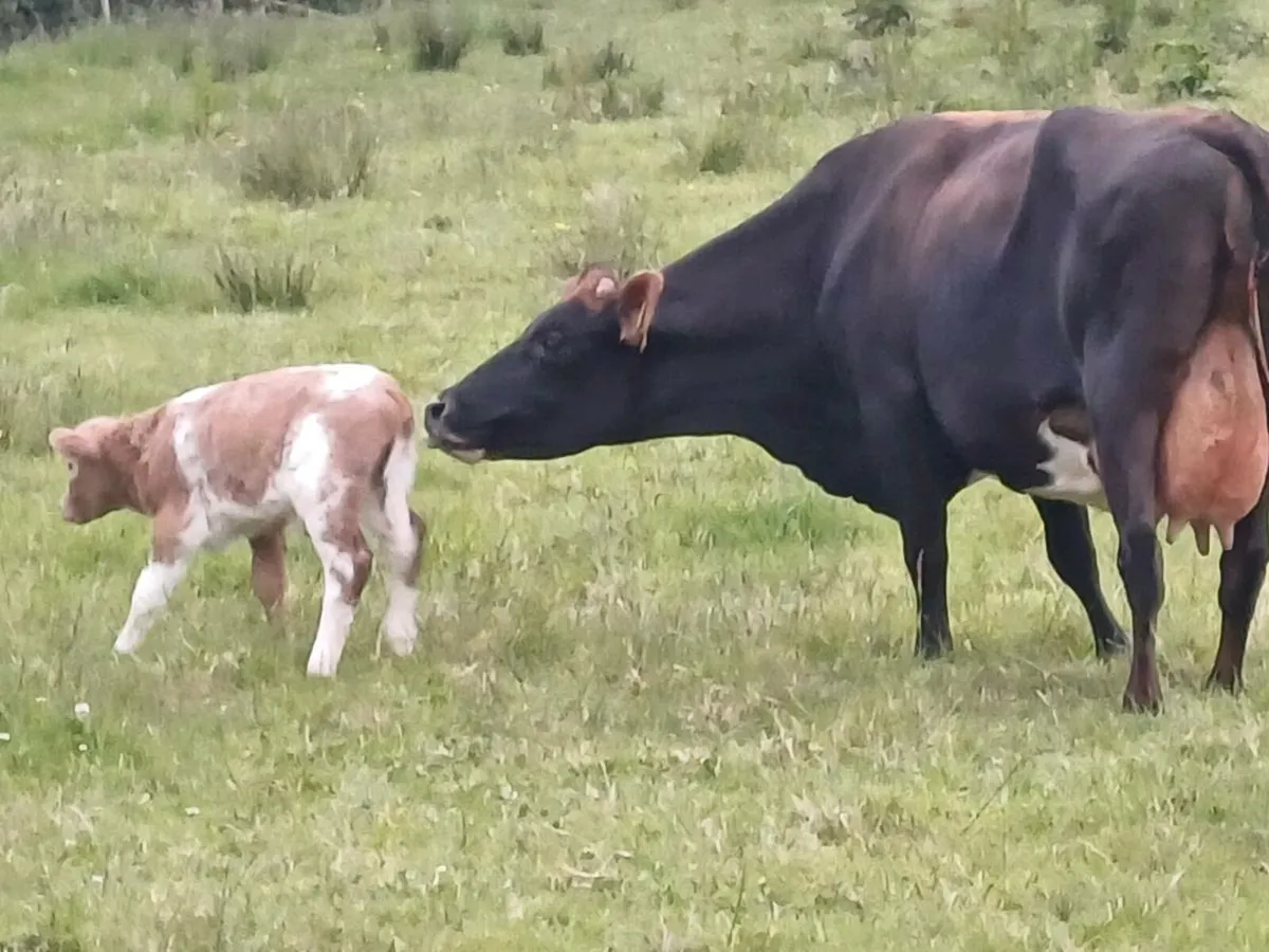LIM Cow and Charolais bull calf - Image 3
