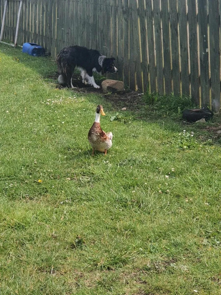 Poultry - Image 1