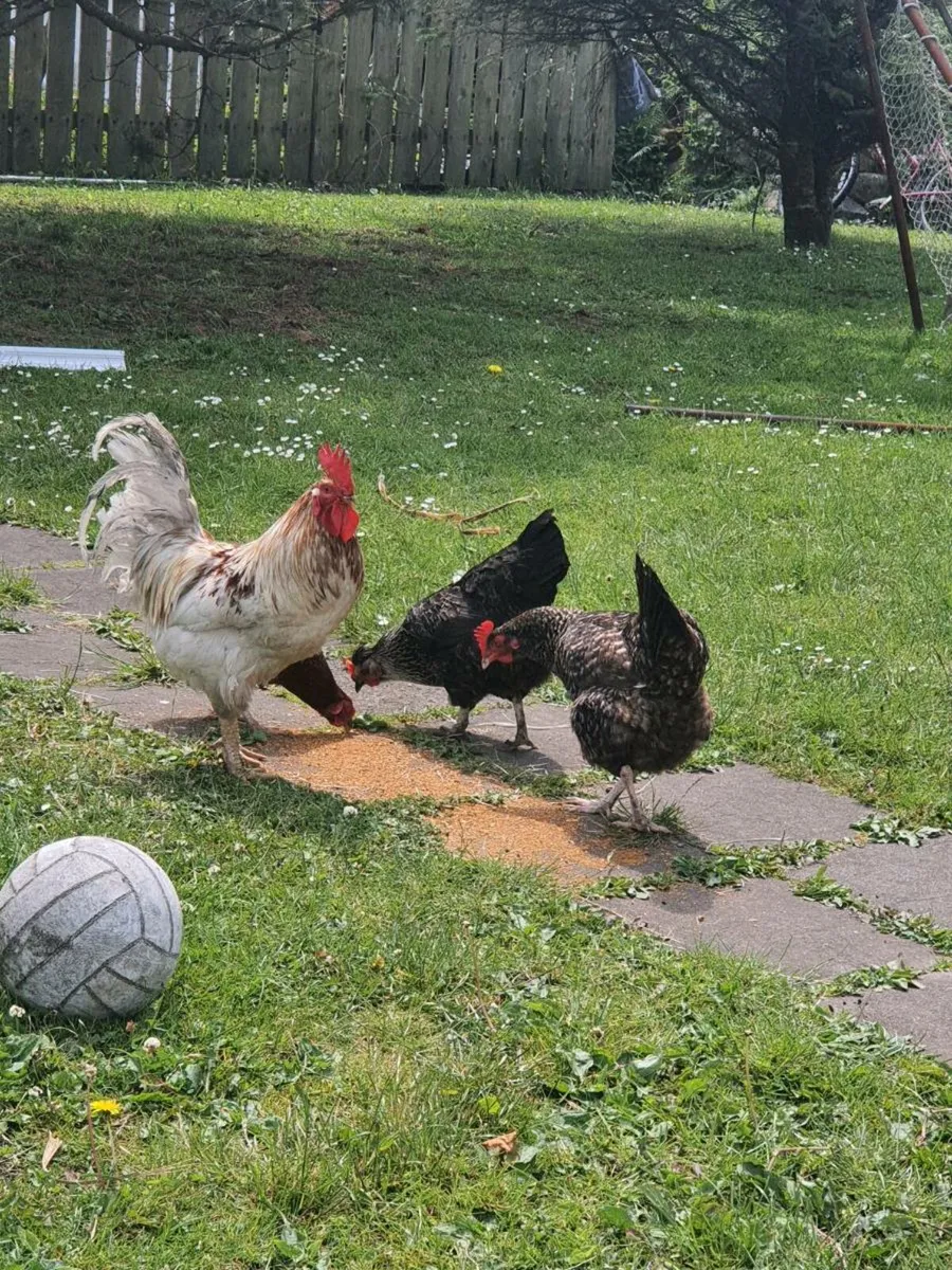 Poultry - Image 2