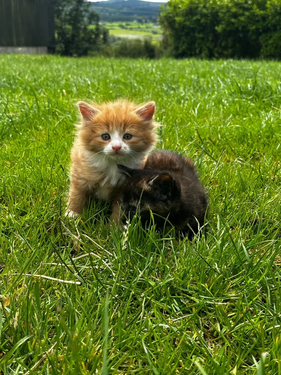 Long haired kittens - Image 4