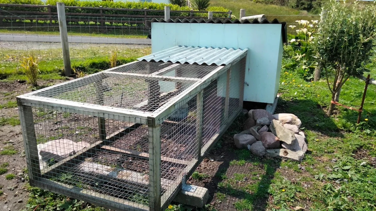 Poultry house & Run 🐓🍳 - Image 3