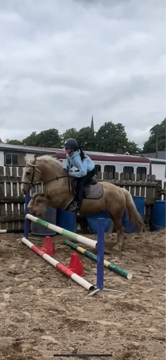 safe and sensible pony - Image 1