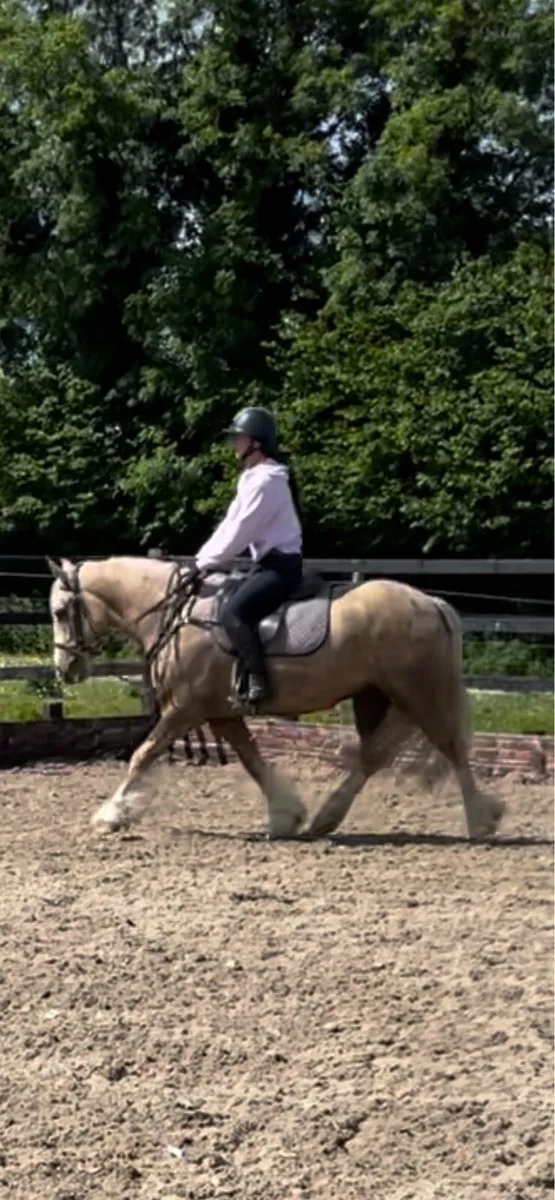 safe and sensible pony - Image 2