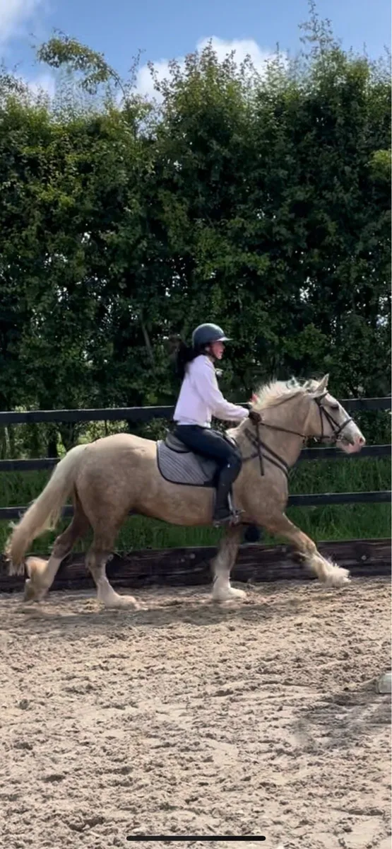 safe and sensible pony - Image 3